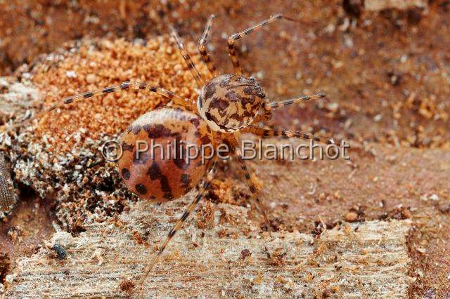 PBL_Araignees_2013_MG_4770.JPG - France, Pyrénées-Atlantique (64), Scytodidae, Araignée cracheuse (Scytodes thoracica), Spitting spider